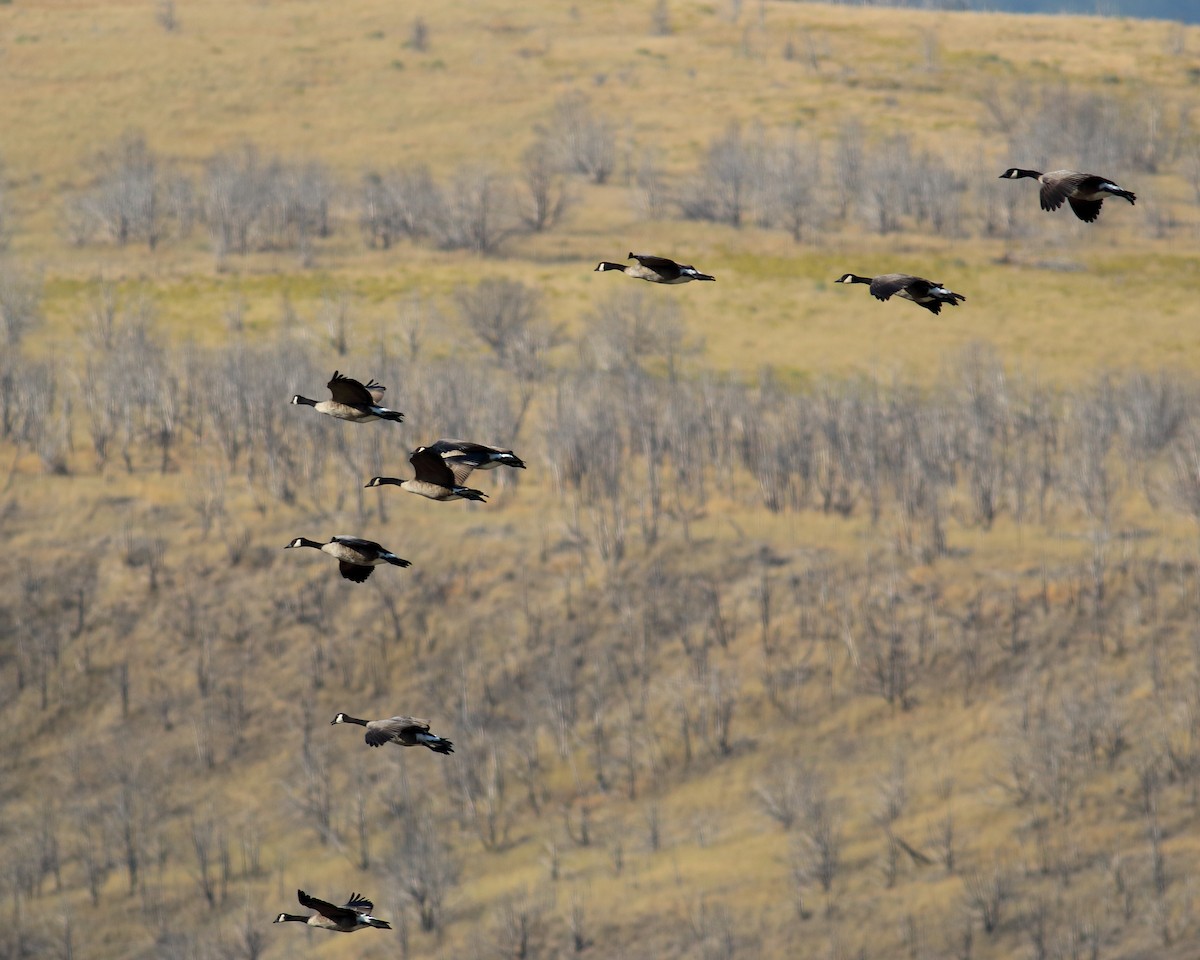 Canada Goose (moffitti/maxima) - ML74447901