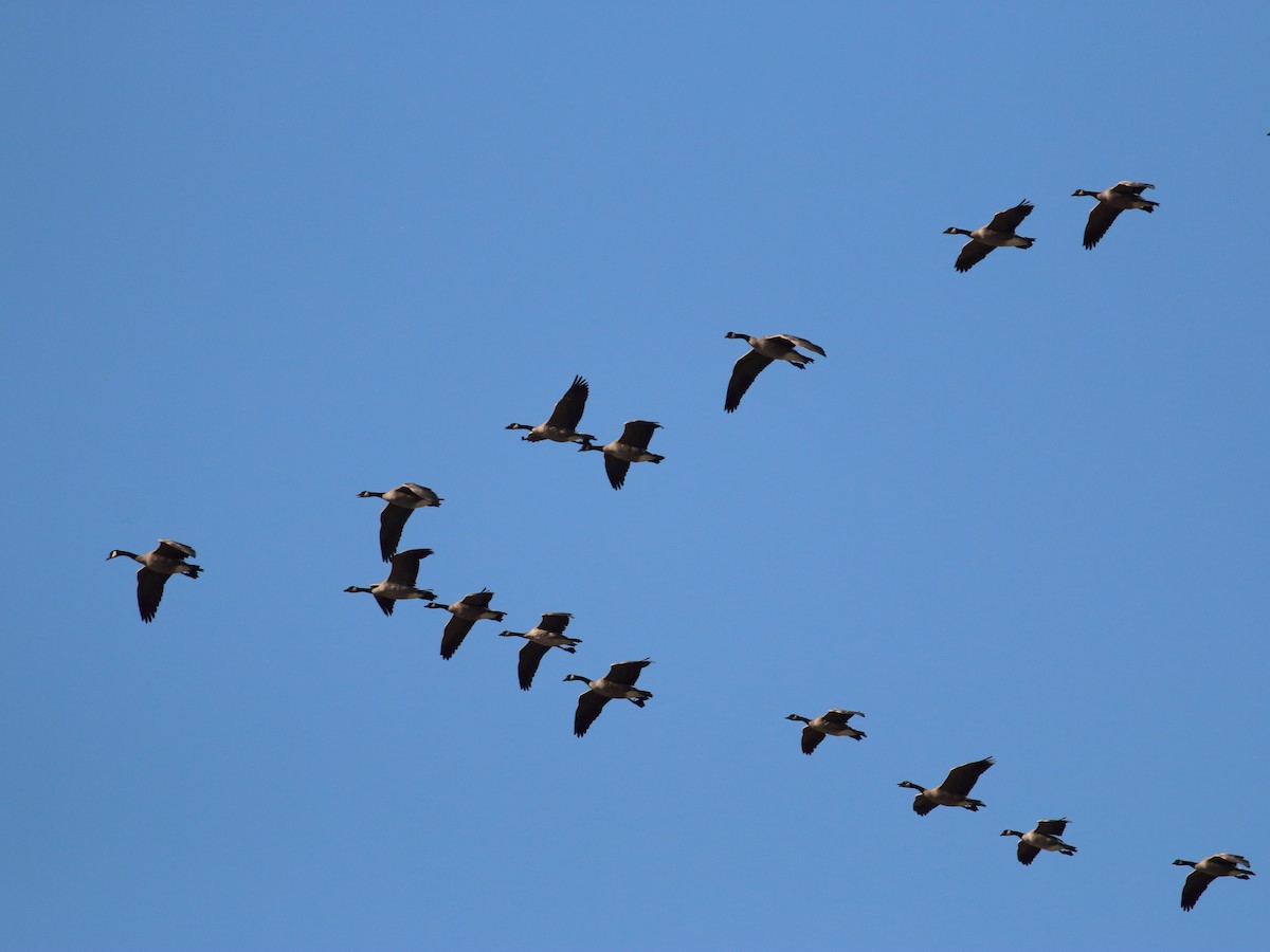 Canada Goose (moffitti/maxima) - ML74447941