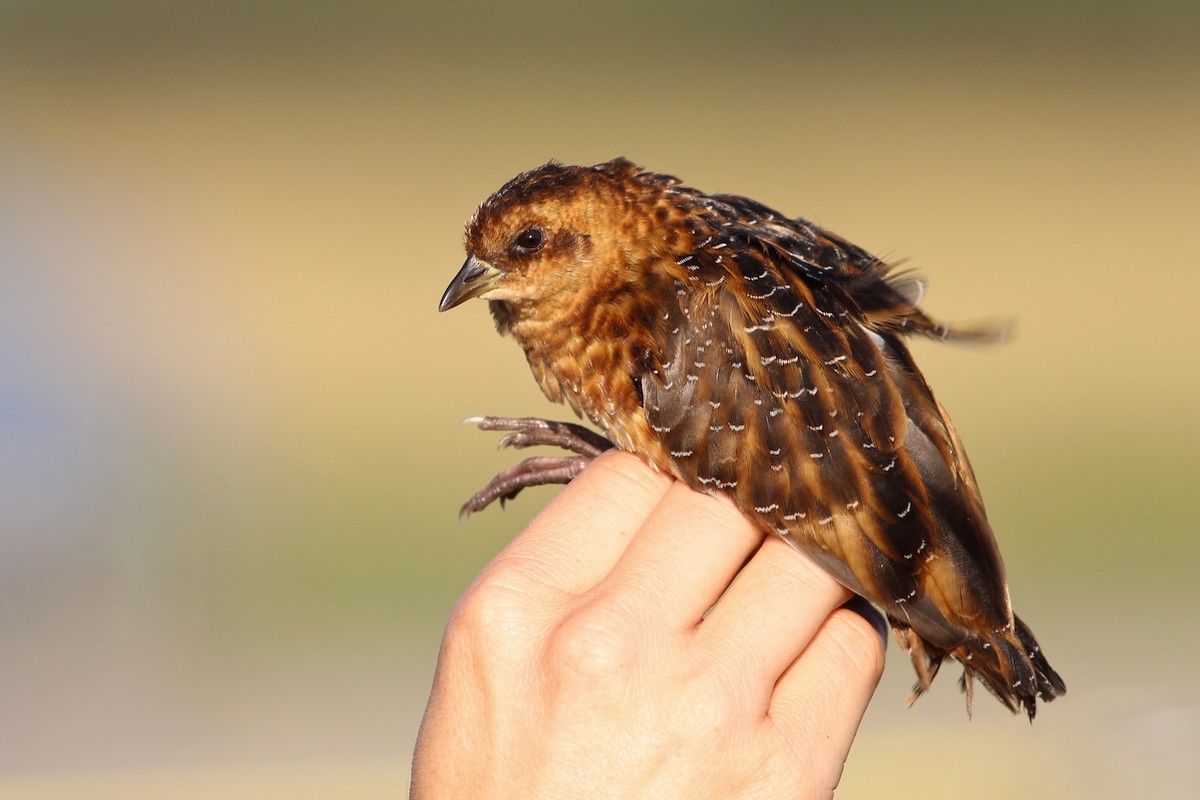 Yellow Rail - ML74448931