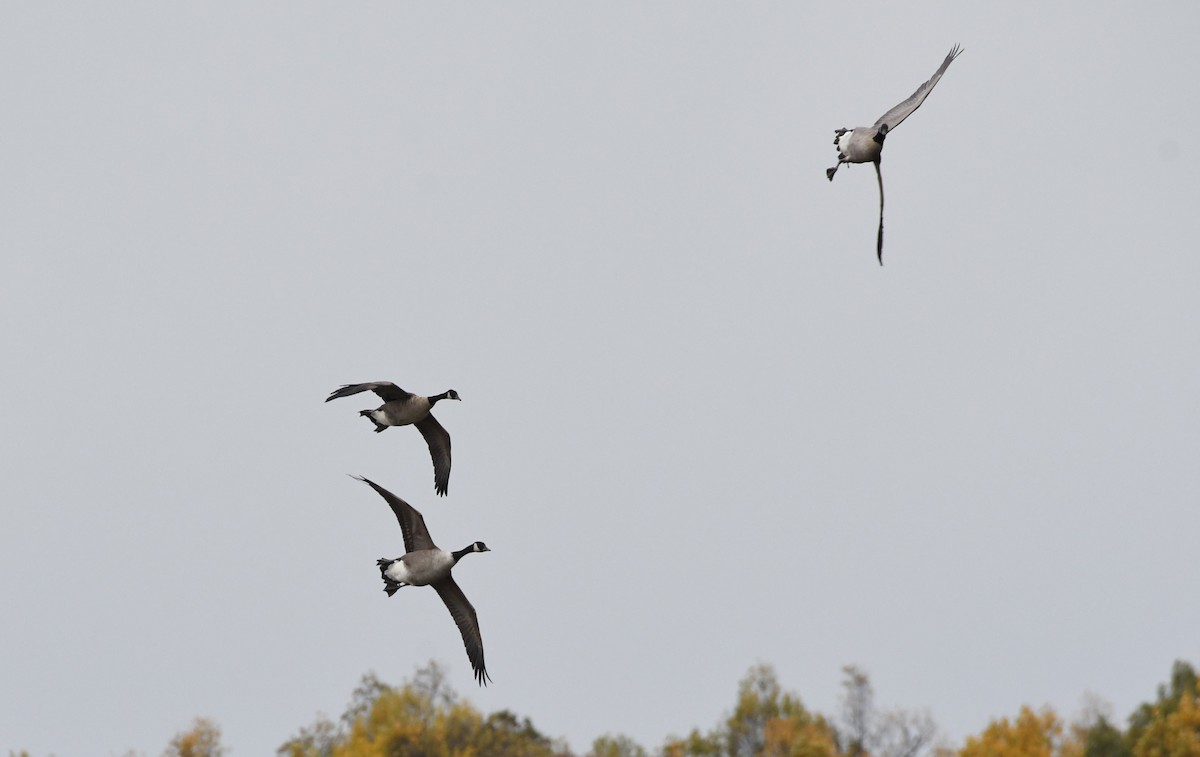 Canada Goose - ML74450891