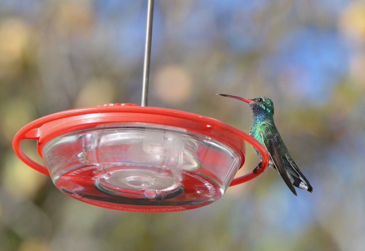 Colibrí Piquiancho Común - ML74451951