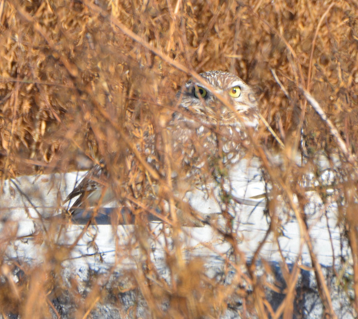 Burrowing Owl - ML74452461