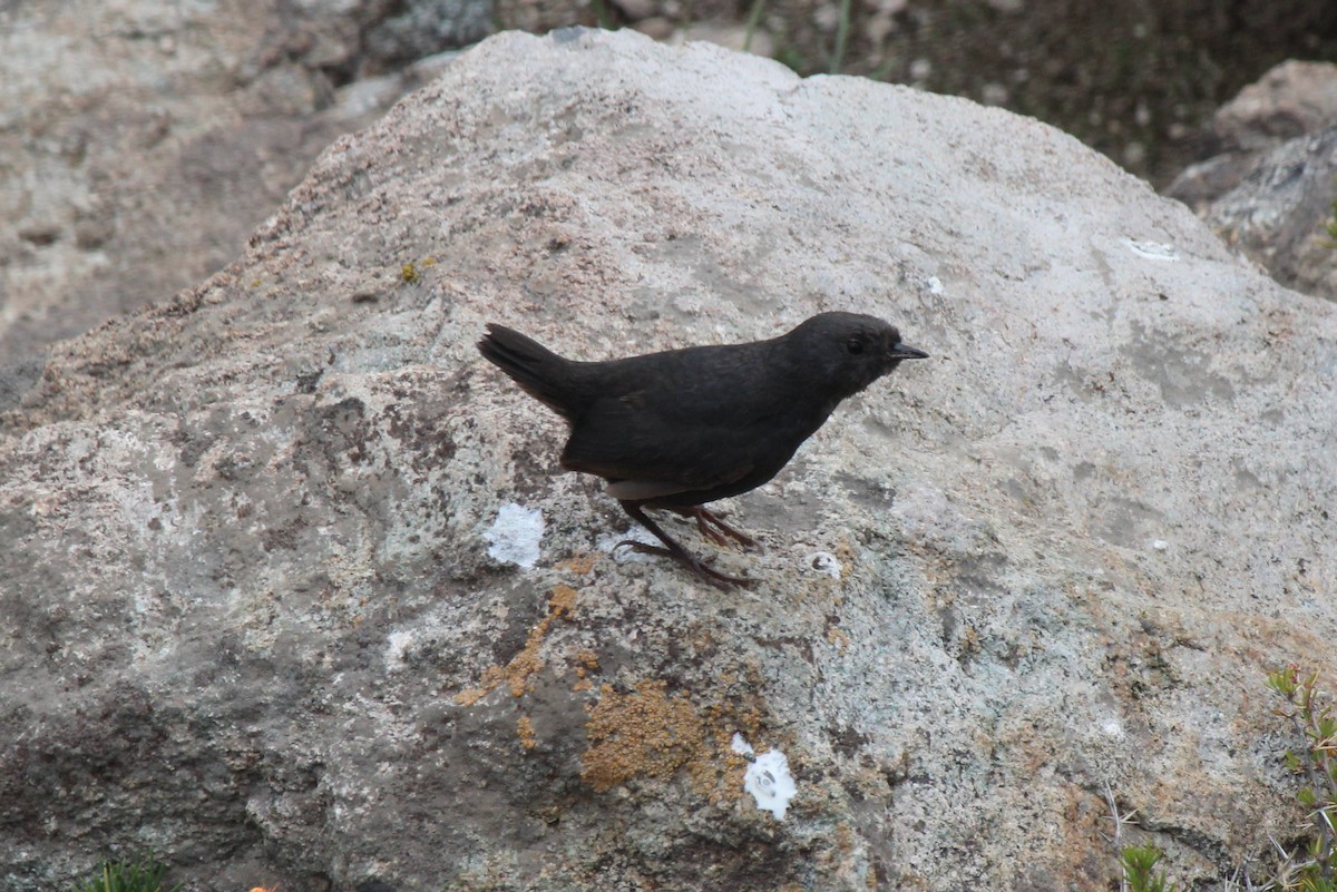 Magellanic Tapaculo - ML74452831