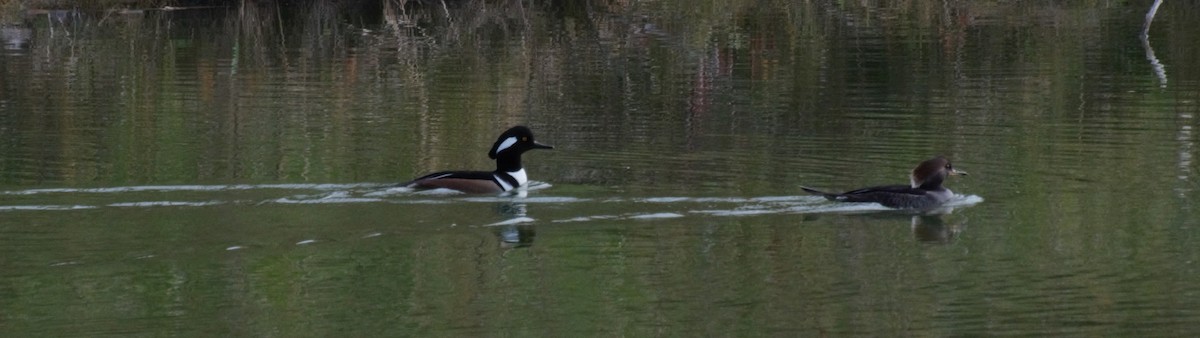 Hooded Merganser - ML74453411