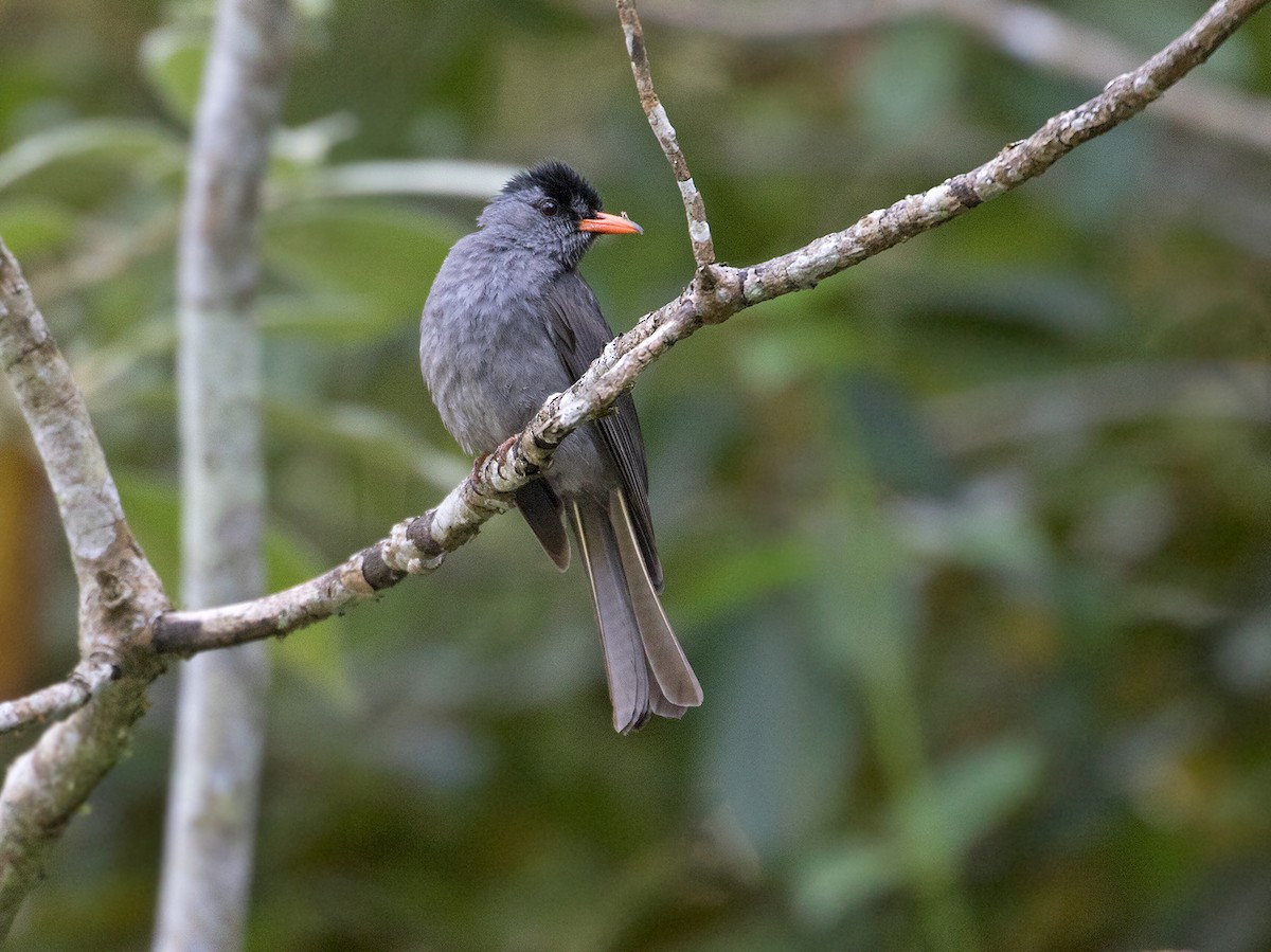 Madagaskar-Rotschnabelbülbül - ML74453791