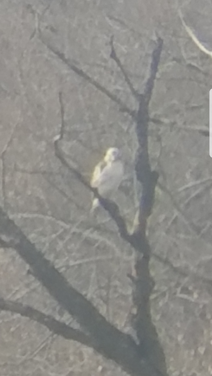 Red-tailed Hawk (Krider's) - ML74454111