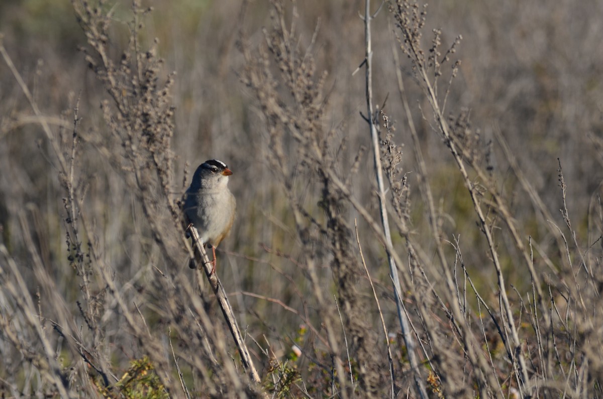 White-crowned Sparrow - ML74454461