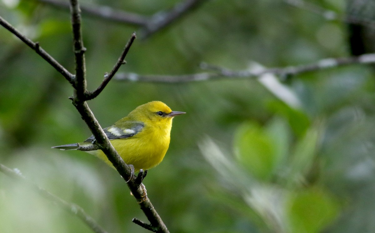 Blue-winged Warbler - Jay McGowan
