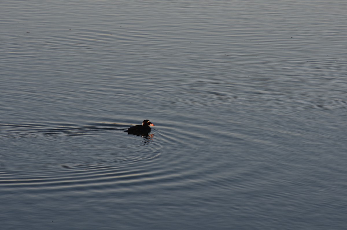 Surf Scoter - ML74454831