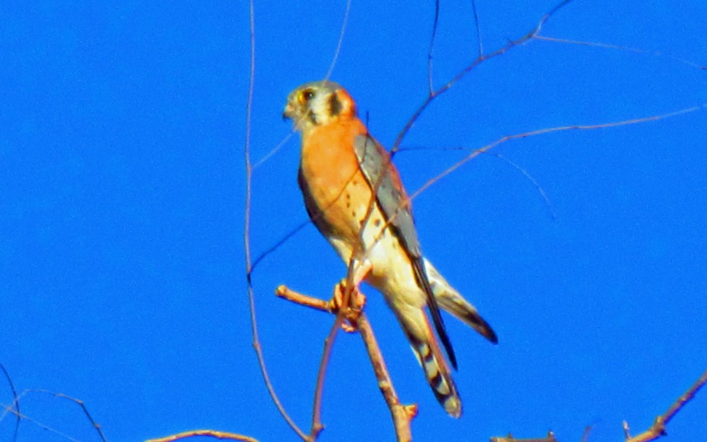 American Kestrel - ML74456091