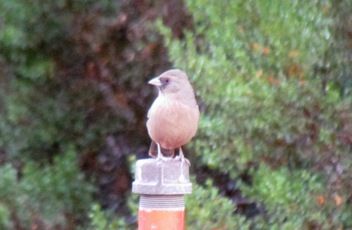 Abert's Towhee - ML74456181