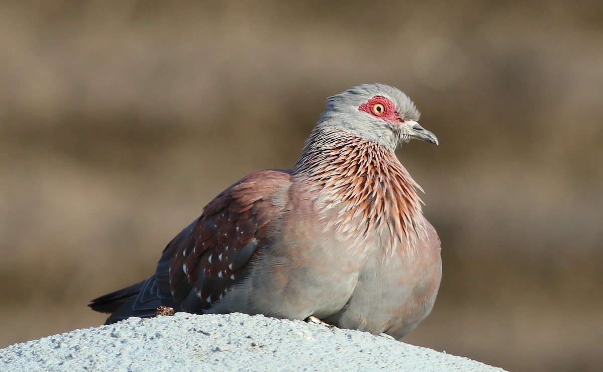 Speckled Pigeon - Alexandre Hespanhol Leitão