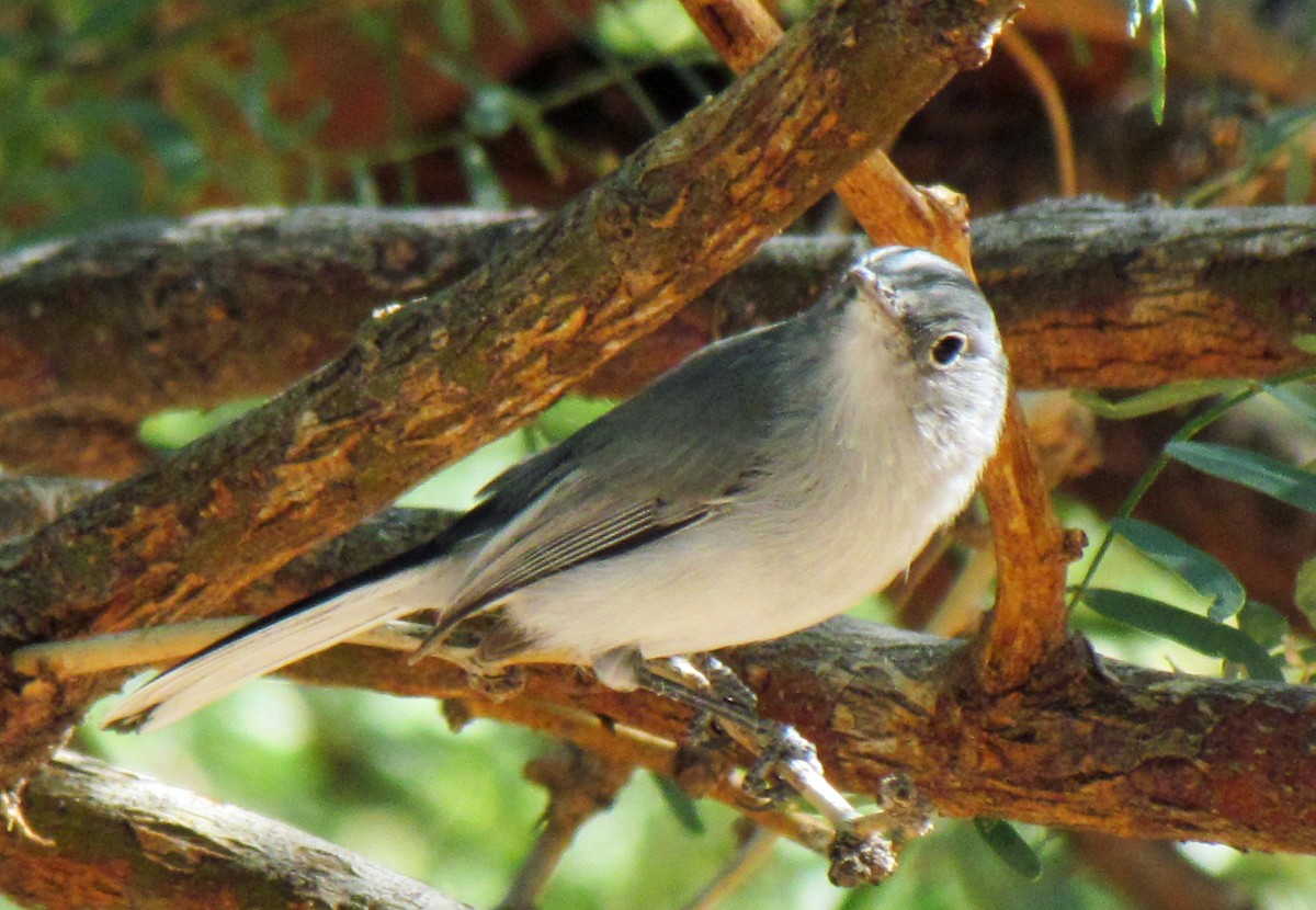 Blue-gray Gnatcatcher - ML74457081