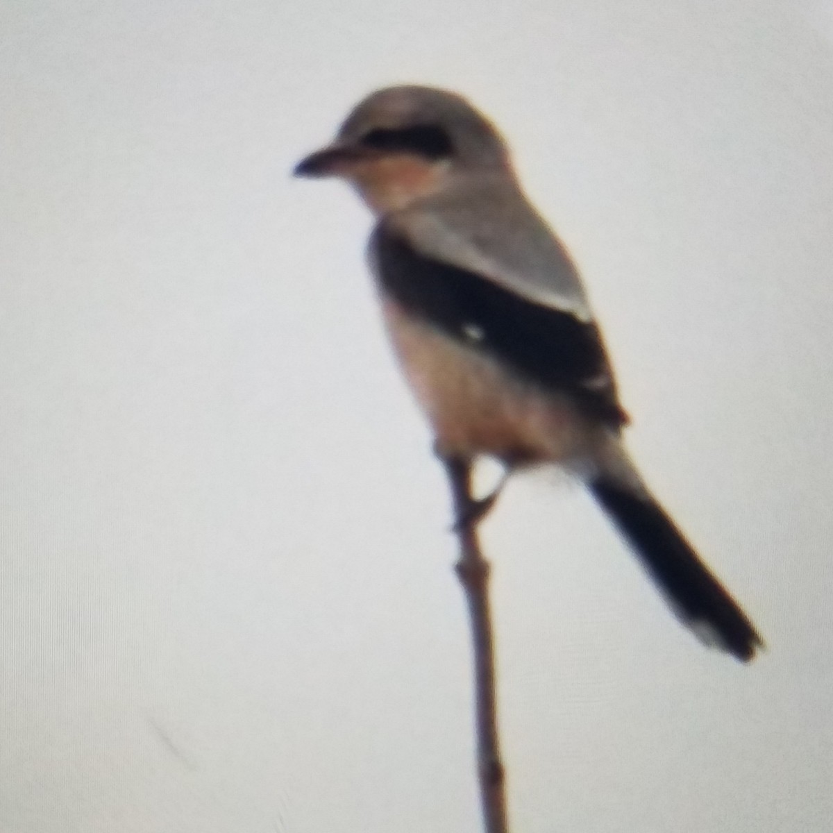 Northern Shrike - Muhammad Faizan