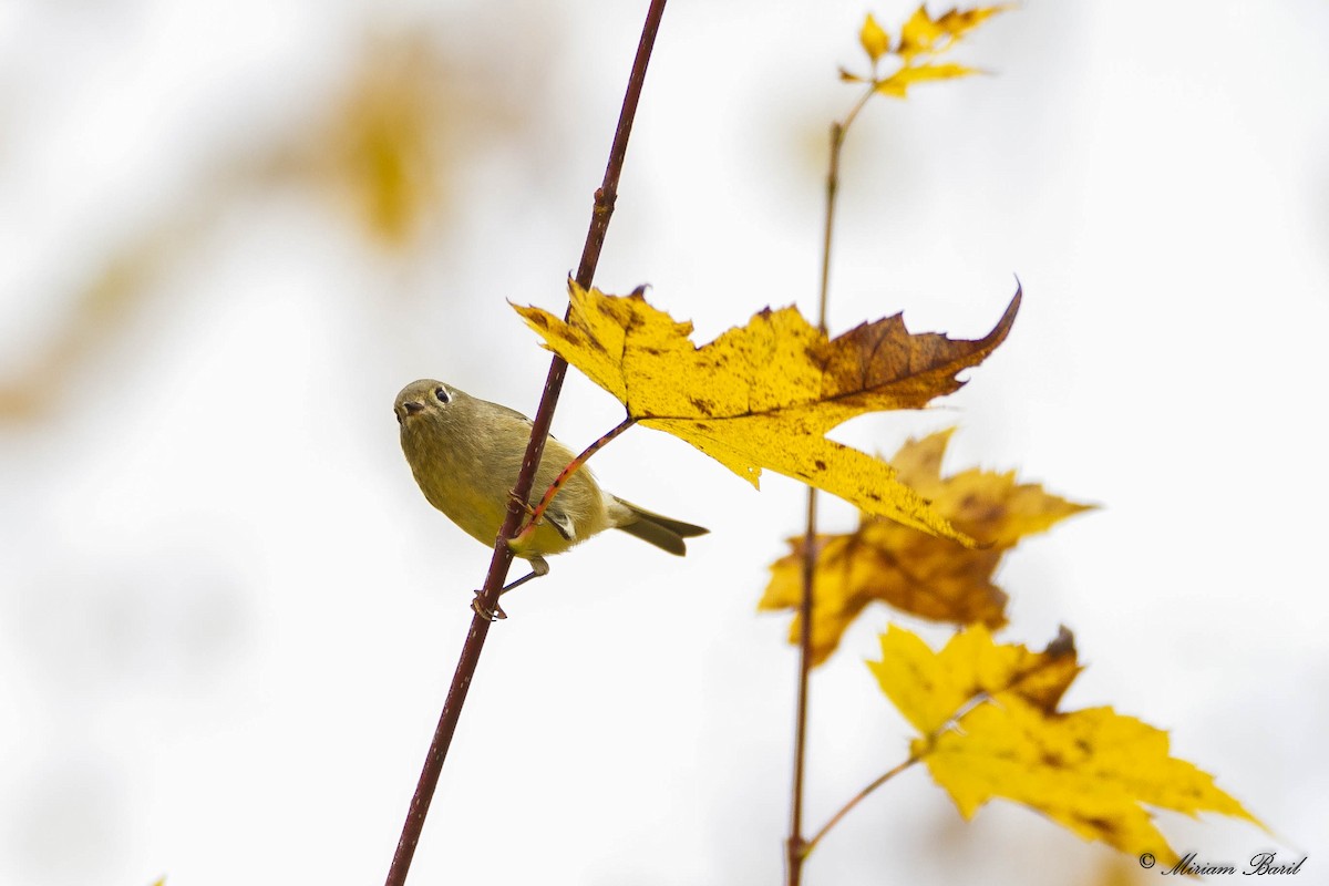 Ruby-crowned Kinglet - Miriam Baril