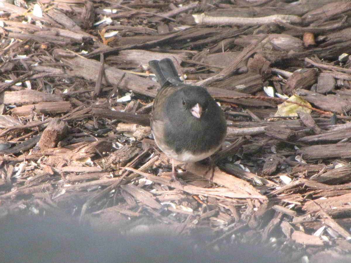 Dark-eyed Junco (Oregon) - ML74458561