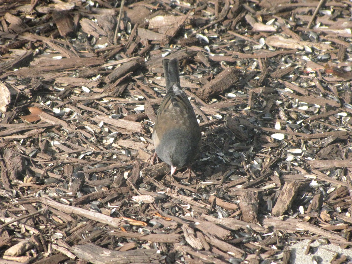 Junco ardoisé (groupe oreganus) - ML74458621