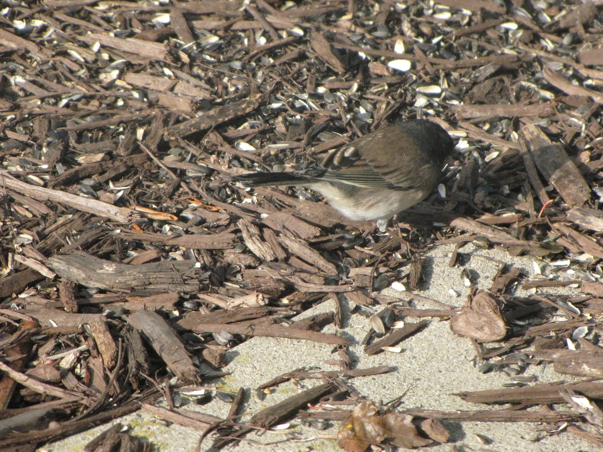 Junco ardoisé (groupe oreganus) - ML74458631