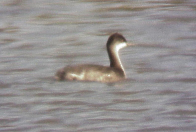 Eared Grebe - ML74459151