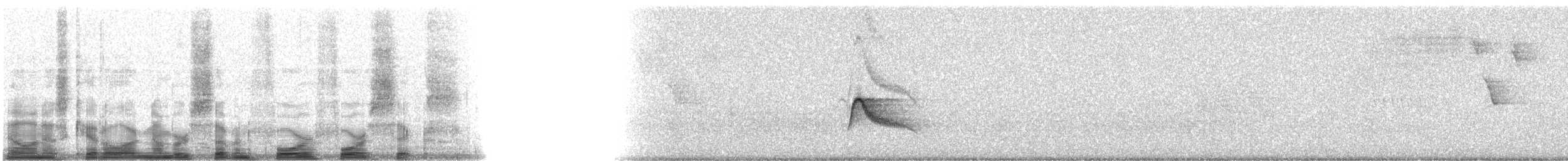 Caribbean Elaenia (Caribbean) - ML7446