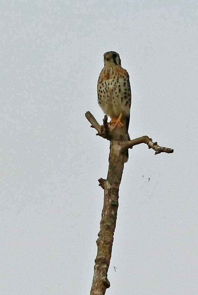 American Kestrel - ML74461301