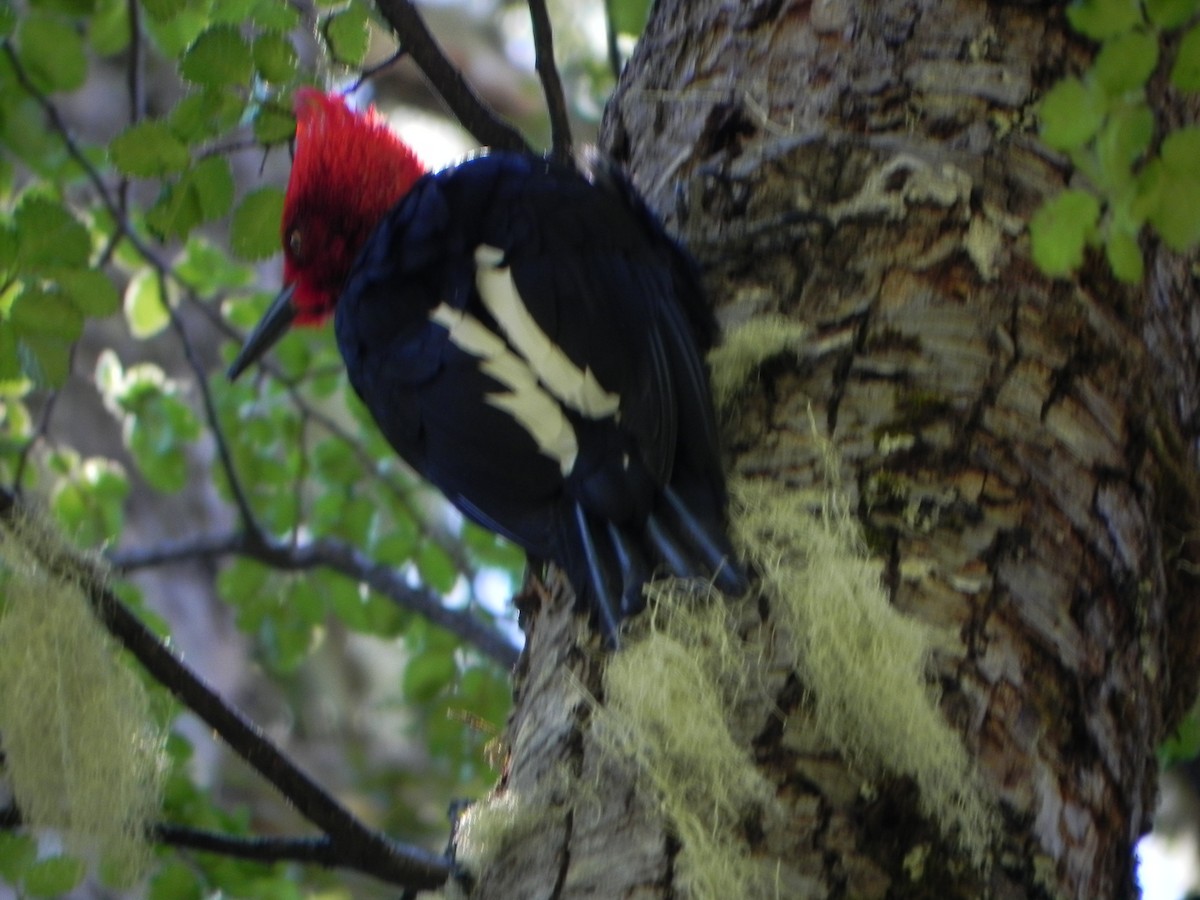 Magellanic Woodpecker - Enrique Chiurla