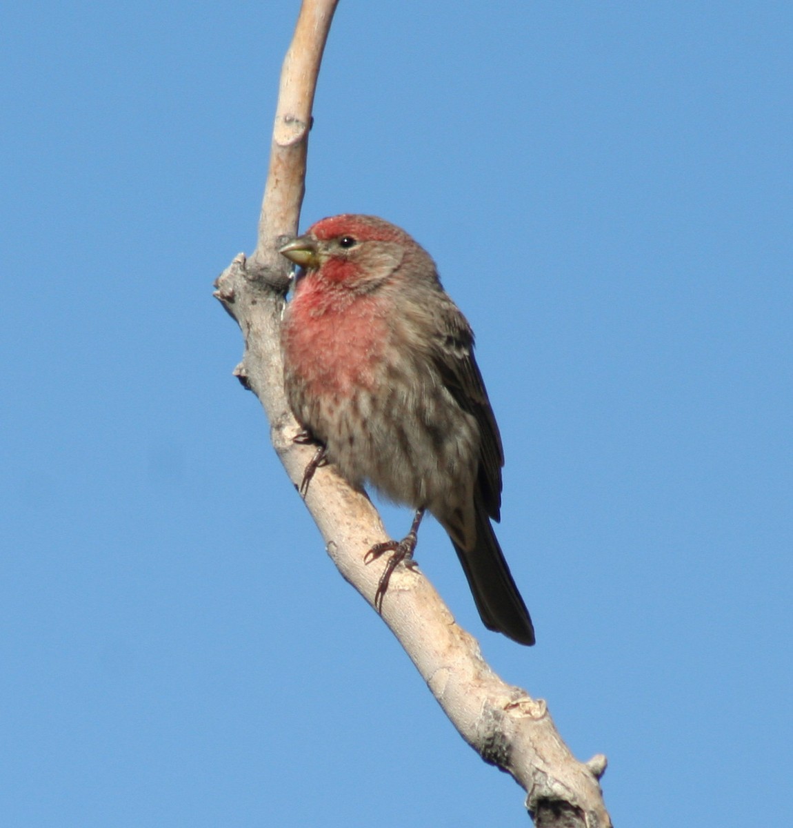 House Finch - ML74462561