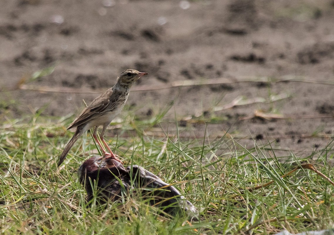 Tawny Pipit - ML74465141