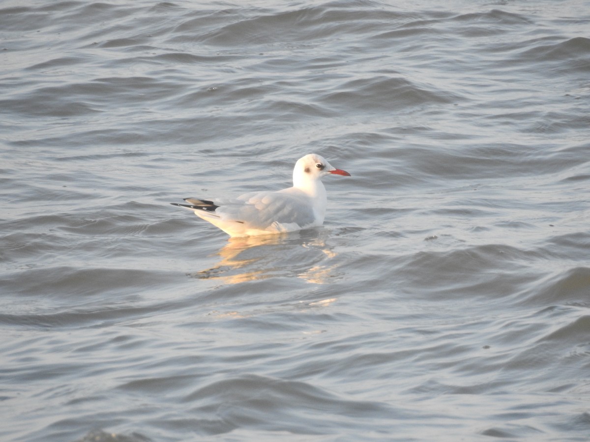 Black-headed Gull - Mario Navarro Gomis