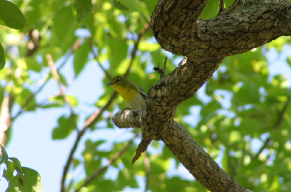 Yellow-throated Vireo - ML74467651