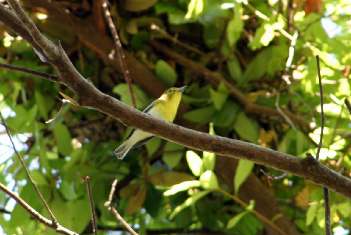 Yellow-throated Vireo - ML74467661