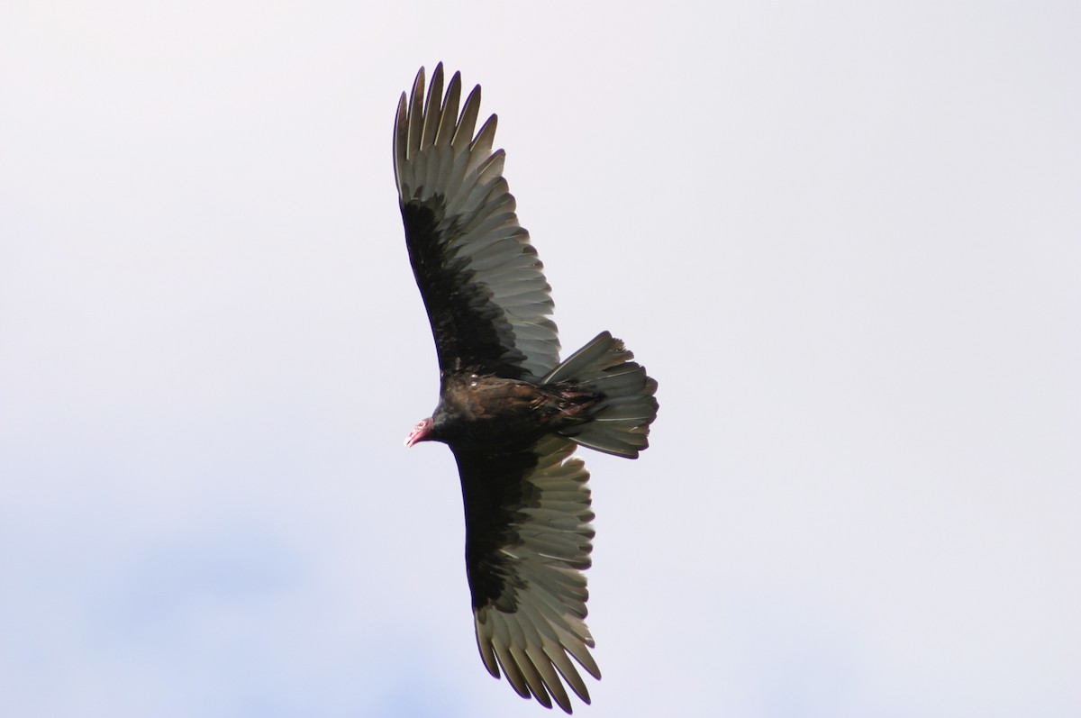 Turkey Vulture - ML74467811