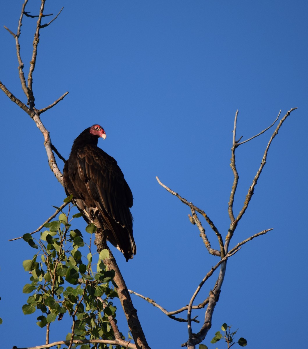 Turkey Vulture (Northern) - ML74468531