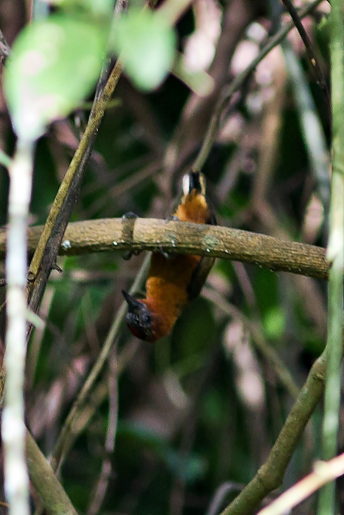 Rufous-breasted Piculet - ML74469891