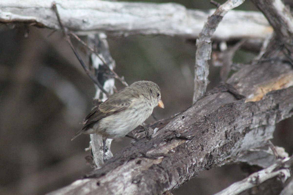 Mangrove Finch - John Drummond