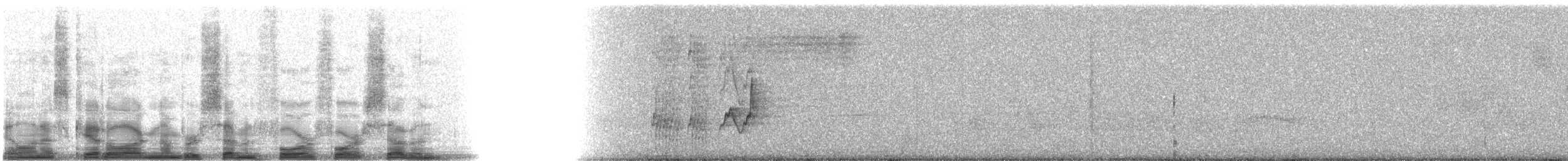 Caribbean Elaenia (Caribbean) - ML7447