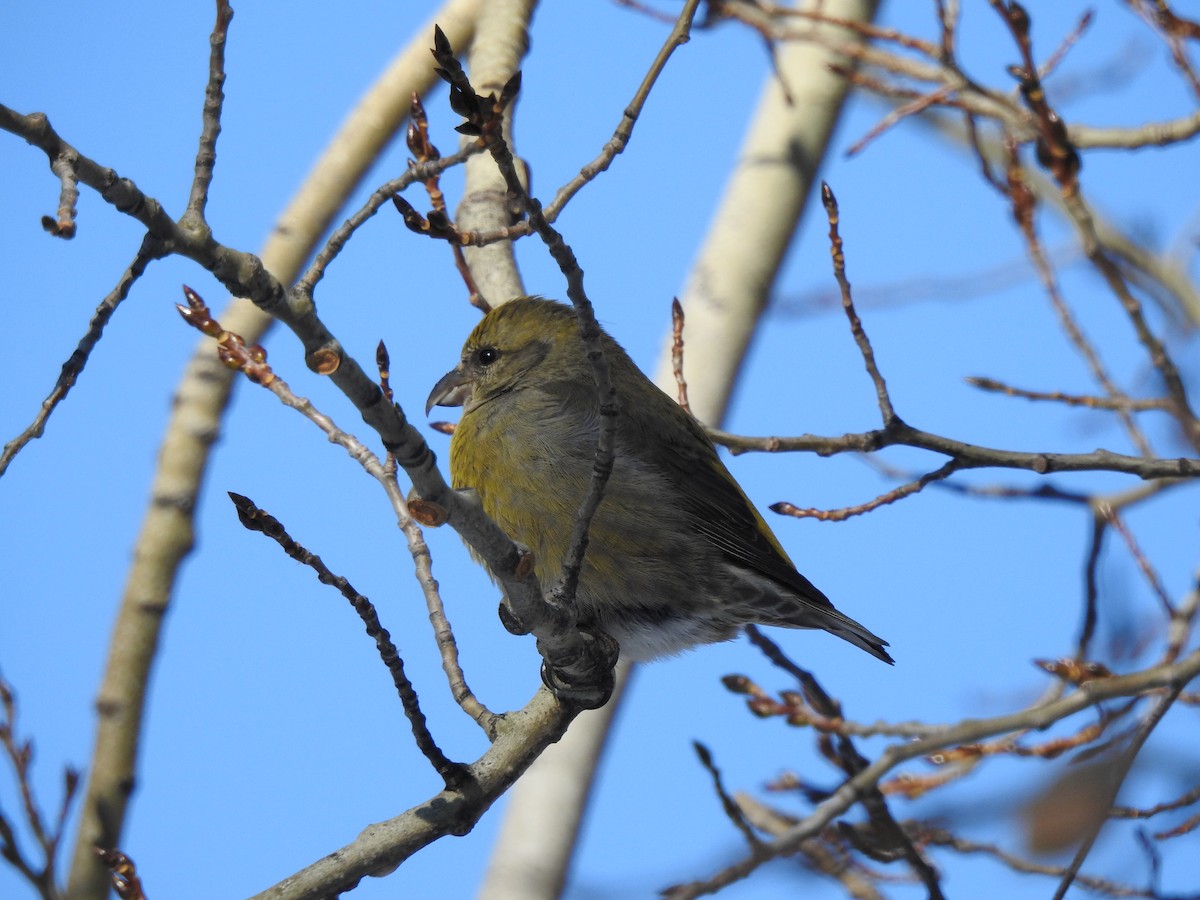 Red Crossbill - Mike Bentley