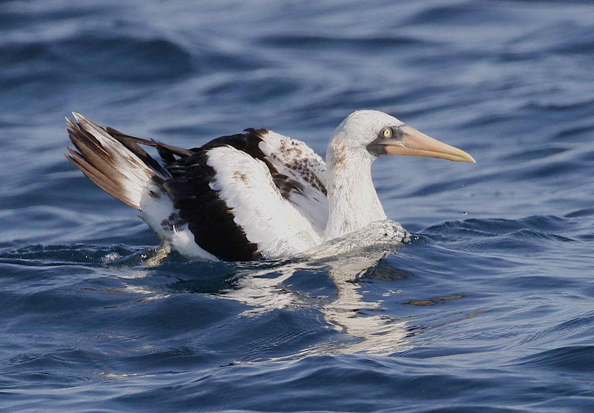 Nazca Booby - Stephen Knox