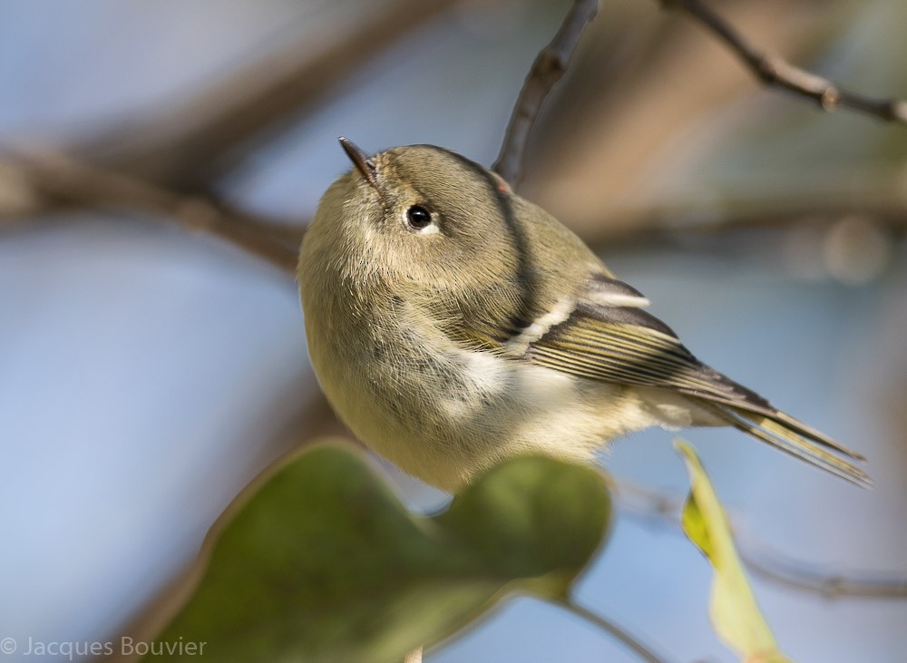 Ruby-crowned Kinglet - Jacques Bouvier
