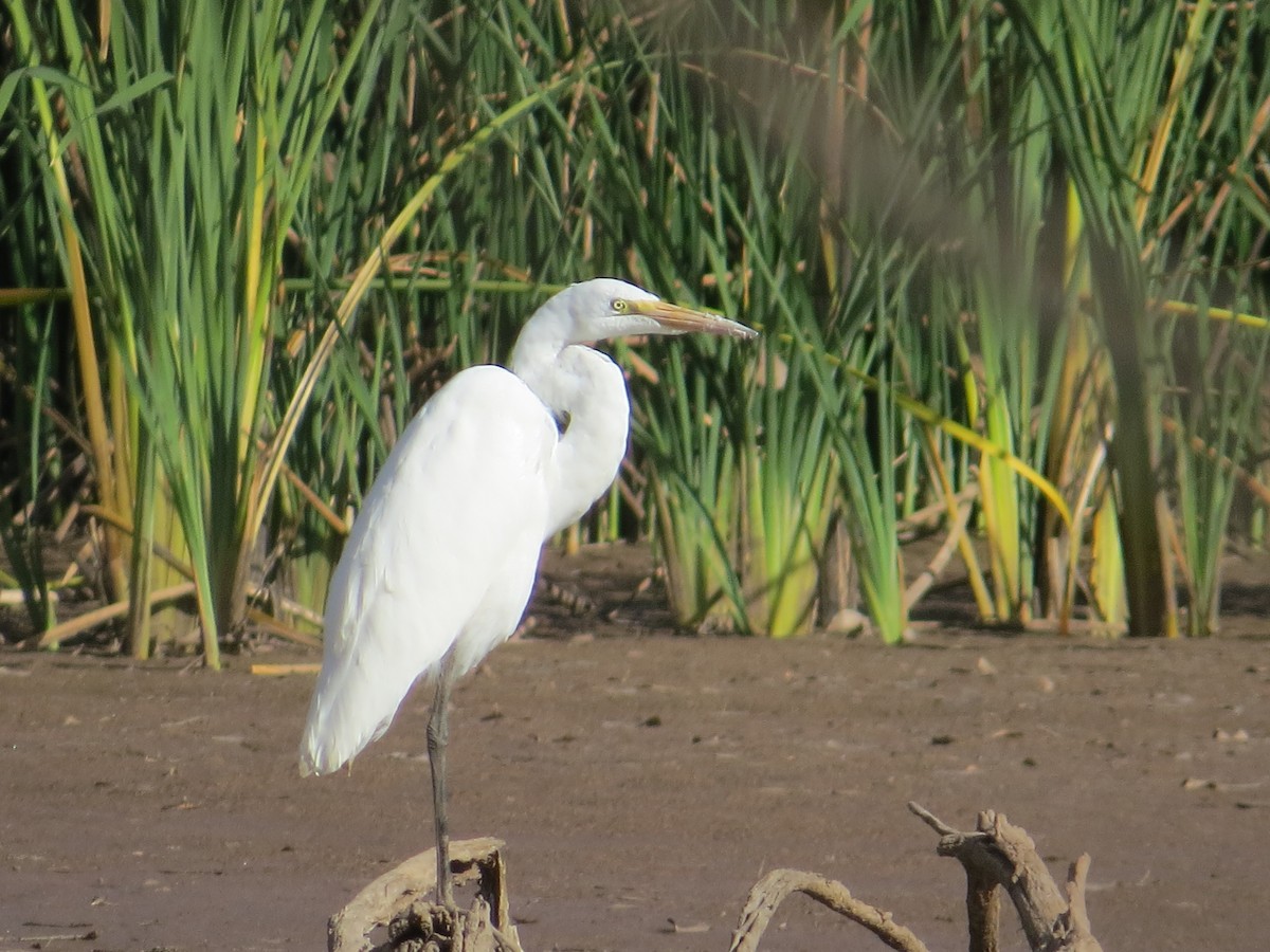 Great Egret - Rob Woodward