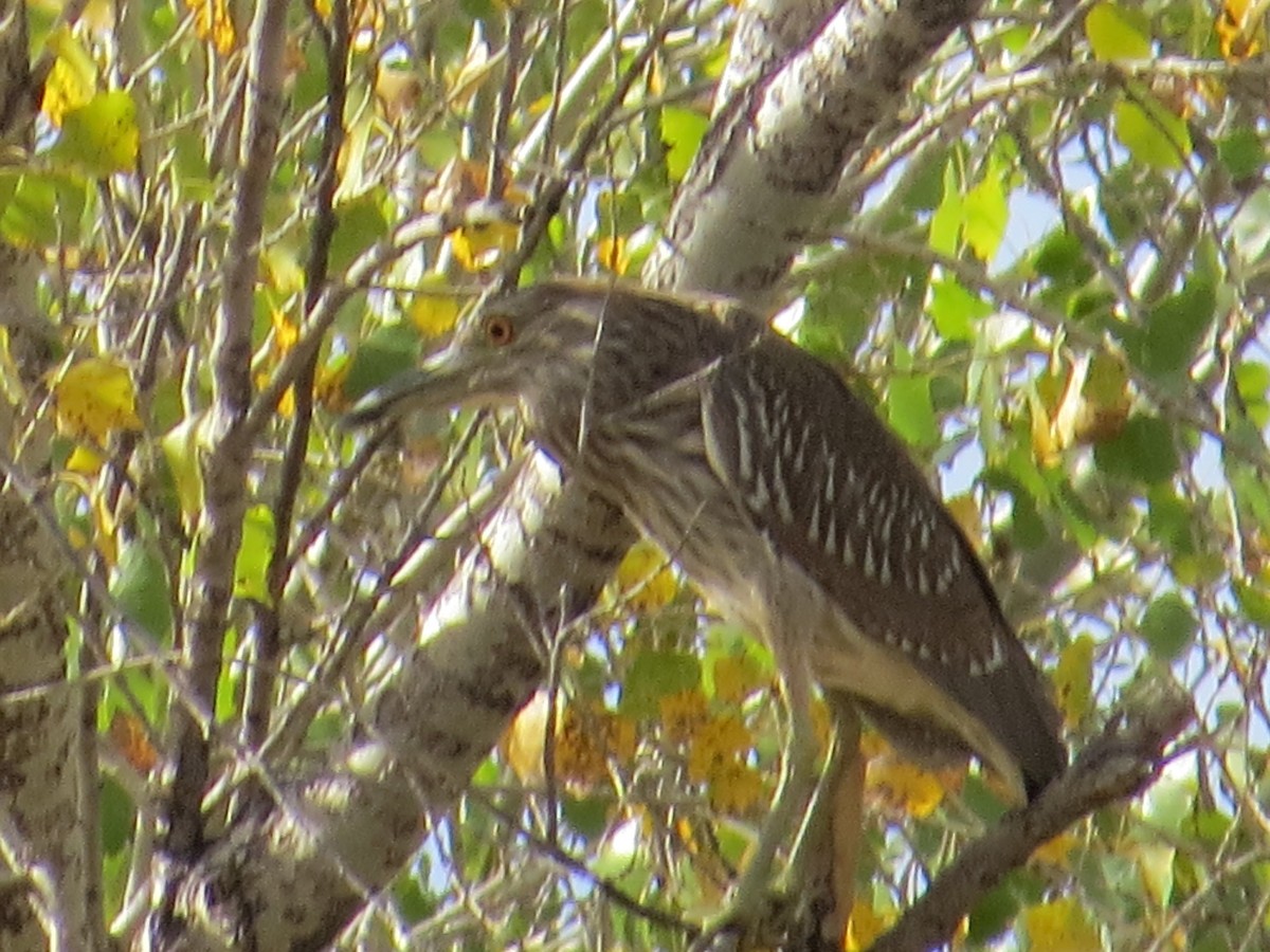 Black-crowned Night Heron - ML74472381