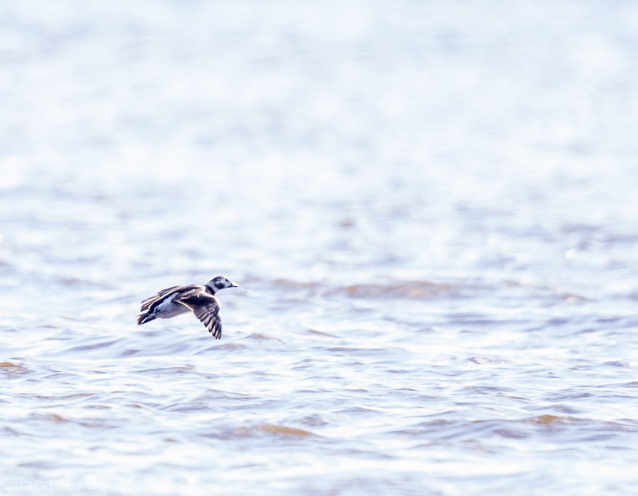 Long-tailed Duck - ML74472431