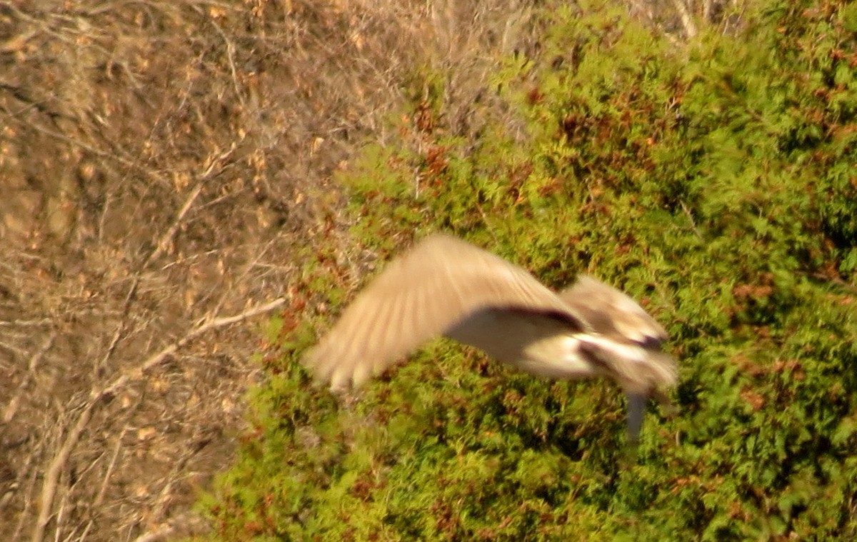 Canada Goose - ML74475361