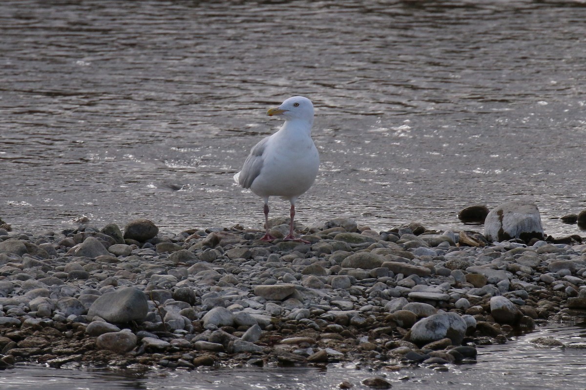 Мөсний цахлай - ML74476001