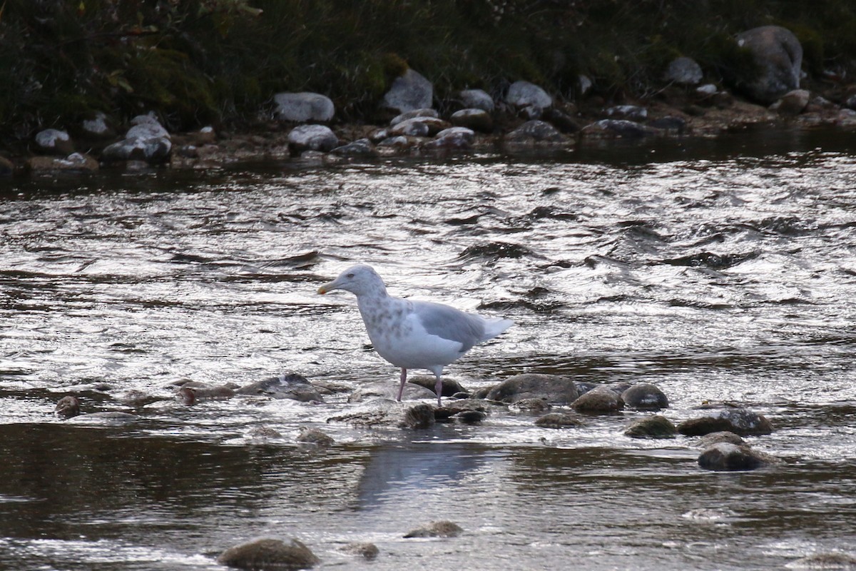 Мөсний цахлай - ML74476021