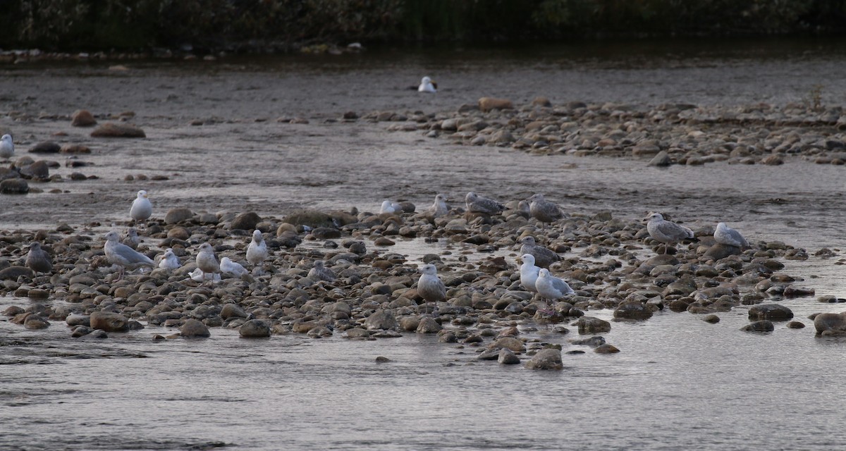 Мөсний цахлай - ML74476041