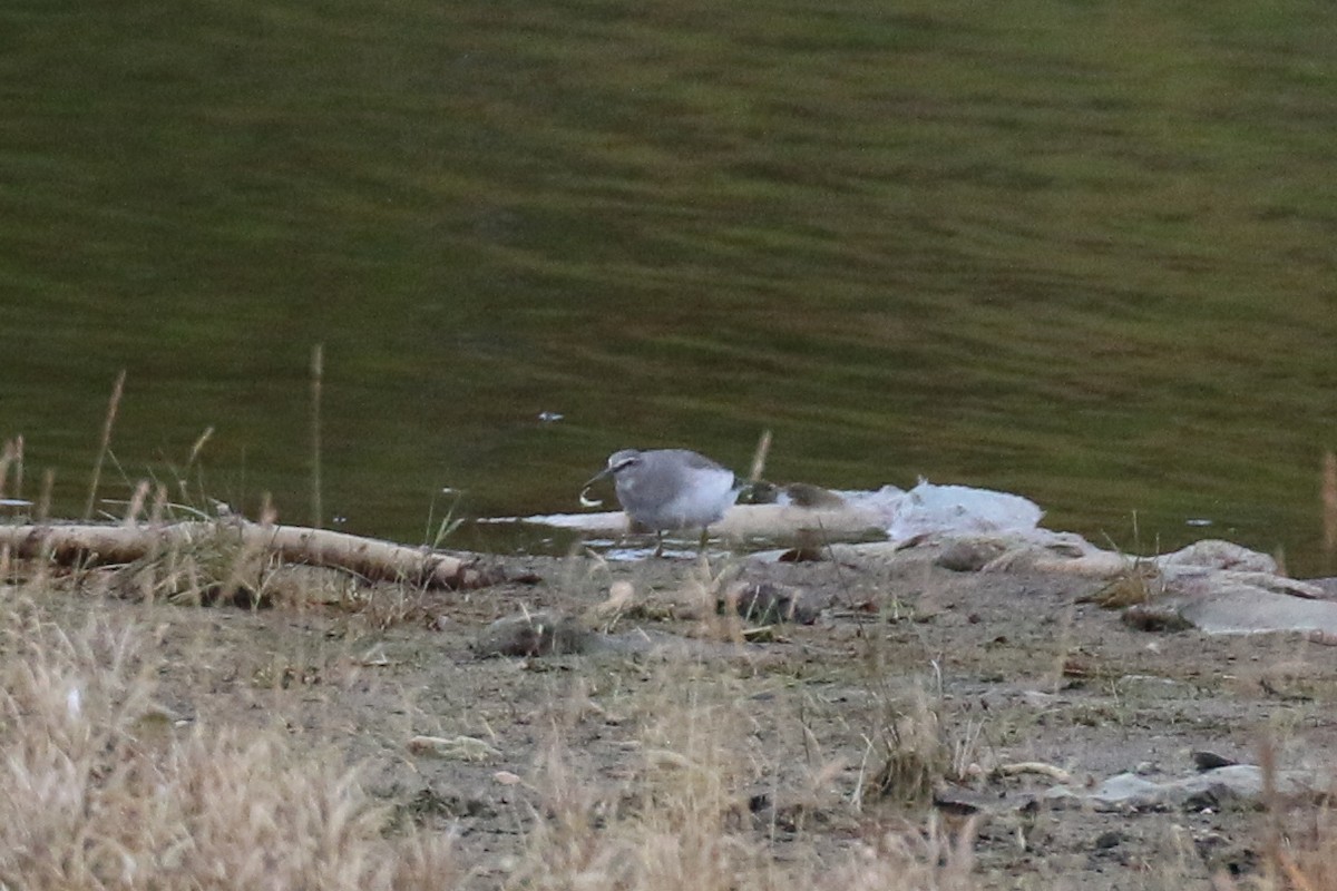 Wandering Tattler - Henry Burton