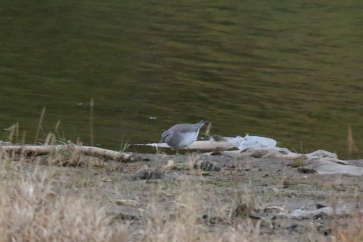 Wandering Tattler - ML74476211