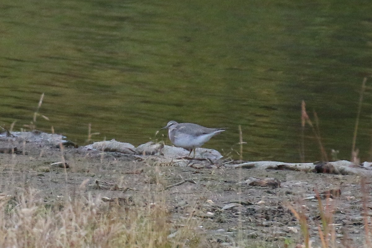 Wandering Tattler - ML74476241