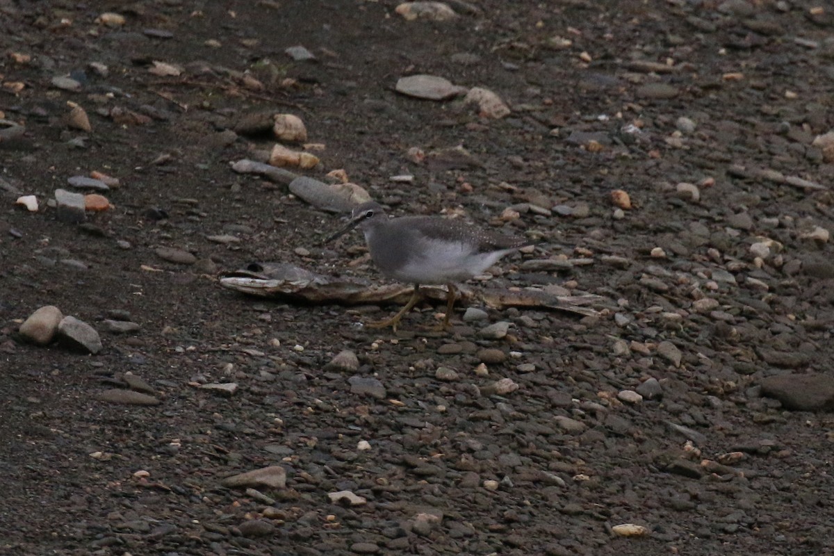 Wandering Tattler - ML74476471